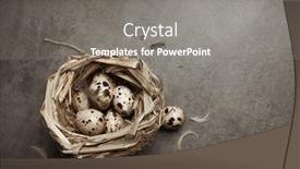  Presentation with quail - Presentation theme featuring easter-gray-background background and a gray colored foreground