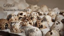  Presentation with quail - Slides consisting of easter-gray-vertical-banner background and a coral colored foreground