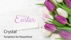  Presentation with greeting card - PPT theme having easter greeting card with tulip background and a white colored foreground