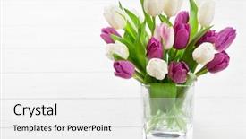  Presentation with tulip drops - Audience pleasing slide deck consisting of easter greeting card with tulip backdrop and a  colored foreground