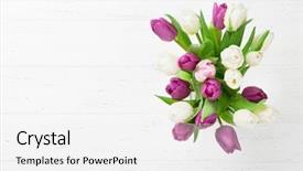  Presentation with tulip drops - Cool new PPT layouts with easter greeting card with tulip backdrop and a white colored foreground
