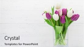  Presentation with greeting card - Colorful PPT layouts enhanced with easter greeting card with tulip backdrop and a  colored foreground