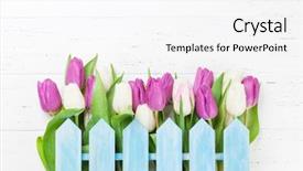  Presentation with greeting card - Beautiful presentation theme featuring easter greeting card with tulip backdrop and a  colored foreground