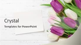  Presentation with tulip drops - Colorful slides enhanced with easter greeting card with tulip backdrop and a white colored foreground