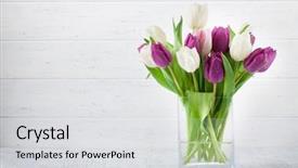  Presentation with white easter lily flowers - Audience pleasing presentation theme consisting of easter greeting card with tulip backdrop and a light gray colored foreground
