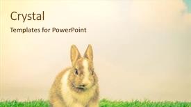  Presentation with holiday or mardi gras beads - Theme having easter holiday filtered image process background and a cream colored foreground