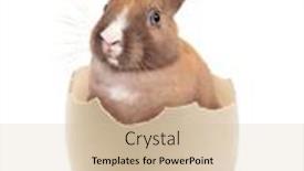  Presentation with broken egg - Presentation design consisting of easter-image-of-a-sweet background and a  colored foreground