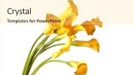  Presentation with calla lily - PPT theme consisting of calla lily - beautiful flowers background and a blonde colored foreground