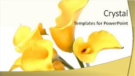  Presentation with calla lily - Beautiful presentation theme featuring calla lily - beautiful flowers backdrop and a blonde colored foreground
