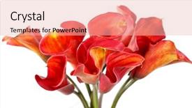  Presentation with calla lily - PPT layouts consisting of calla lily - beautiful flowers background and a lemonade colored foreground