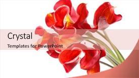  Presentation with calla lily - Slide deck featuring calla lily - beautiful flowers background and a coral colored foreground