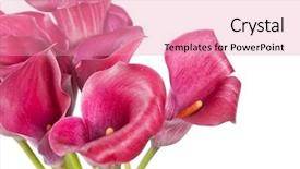  Presentation with calla lily - Audience pleasing PPT theme consisting of calla lily - beautiful flowers backdrop and a coral colored foreground