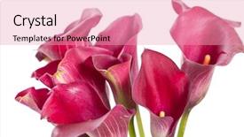  Presentation with calla lily - Amazing slide deck having calla lily - beautiful flowers backdrop and a lemonade colored foreground