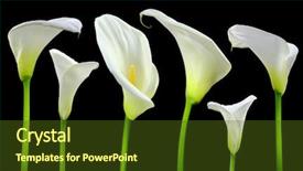  Presentation with calla - Amazing PPT theme having beautiful white calla lilies backdrop and a tawny brown colored foreground