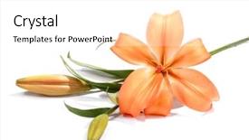  Presentation with lily - PPT layouts consisting of lillies - lily on white background and a white colored foreground
