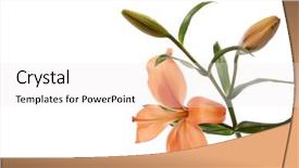  Presentation with lily - PPT theme enhanced with chinese funeral - orange lily background and a white colored foreground