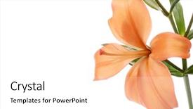  Presentation with lily - Theme consisting of chinese funeral - orange lily background and a white colored foreground