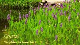  Presentation with pond - Presentation theme featuring pontederia cordata in a pond background and a tawny brown colored foreground