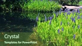  Presentation with garden pond - Presentation consisting of pontederia cordata in a pond background and a tawny brown colored foreground