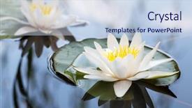  Presentation with water lily - Audience pleasing PPT layouts consisting of water lily floating on lake backdrop and a sky blue colored foreground