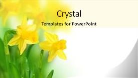  Presentation with border - Slide deck with beautiful daffodils border background and a yellow colored foreground