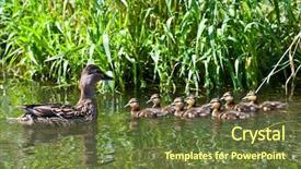  Presentation with pond - PPT layouts enhanced with easter music - duck with ducklings swimming background and a  colored foreground