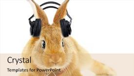  Presentation with music headphones - Amazing slide set having easter music - red rabbit with headphones isolated backdrop and a yellow colored foreground