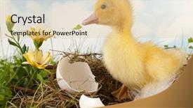  Presentation with scene - Slide deck having easter scene with yellow duckling background and a  colored foreground