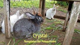  Presentation with cage - PPT theme having easter theme rabbits in cage background and a  colored foreground