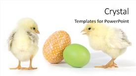  Presentation with chicks - Cool new slide set with easter themed image with baby backdrop and a  colored foreground