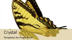  Presentation with school budget tiger - Colorful slide set enhanced with easter tiger swallowtail butterfly isolated backdrop and a yellow colored foreground