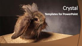  Presentation with bunny - Beautiful slide set featuring easter wide - funny looking lion head bunny backdrop and a tawny brown colored foreground