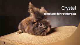  Presentation with lion king musical - Colorful theme enhanced with easter wide - furry lion head rabbit bunny backdrop and a  colored foreground