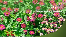  Presentation with summer flowers - PPT layouts enhanced with easter wide - panorama colorful flowers in summer background and a shamrock green colored foreground