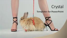  Presentation with rabbit production - Colorful slide set enhanced with easter wide - rabbit on strap backdrop and a  colored foreground