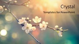  Presentation with blurred flowers - Presentation consisting of easter wide - spring background art with beauty background and a yellow colored foreground