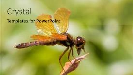  Presentation with dragonfly - PPT layouts with eastern-amberwing-dragonfly-eating background and a yellow colored foreground