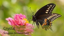  Presentation with black church easter - Slides having eastern black swallowtail butterfly papilio background and a gold colored foreground