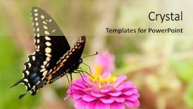  Presentation with pink black - Slides consisting of eastern black swallowtail butterfly papilio background and a yellow colored foreground