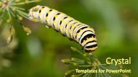  Presentation with caterpillar - Slide set having eastern black swallowtail butterfly background and a tawny brown colored foreground