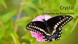  Presentation with pink black - Amazing presentation theme having eastern black swallowtail butterfly backdrop and a gold colored foreground