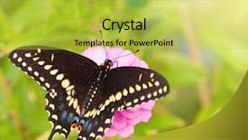  Presentation with pink black - Beautiful theme featuring eastern black swallowtail butterfly backdrop and a yellow colored foreground
