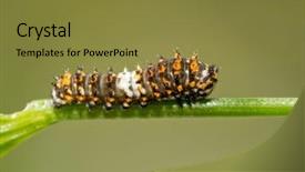  Presentation with caterpillar - PPT theme with eastern black swallowtail caterpillar background and a tawny brown colored foreground