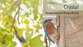  Presentation with western and eastern philosophy - Slide deck featuring eastern bluebird sialia sialis background and a soft green colored foreground