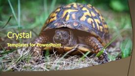  Presentation with turtle - PPT theme with eastern box turtle in michigan background and a tawny brown colored foreground