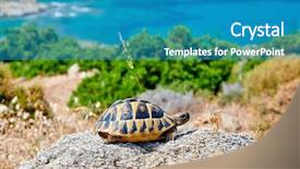  Presentation with eastern - Colorful presentation design enhanced with eastern box turtle on rock backdrop and a teal colored foreground