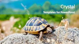  Presentation with turtle - Presentation design having eastern box turtle on rock background and a teal colored foreground