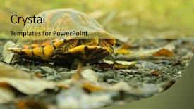  Presentation with eastern - PPT layouts consisting of eastern box turtle terrapene carolina background and a  colored foreground