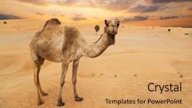  Presentation with united - Amazing slide deck having eastern camels in a desert backdrop and a yellow colored foreground