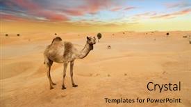  Presentation with united - Beautiful PPT layouts featuring eastern camels in a desert backdrop and a yellow colored foreground